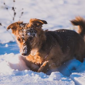 How Do I Handle My Little Pets During Winter?