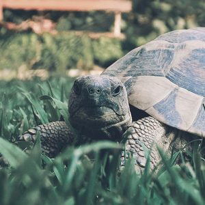 Choosing The Right Tortoise