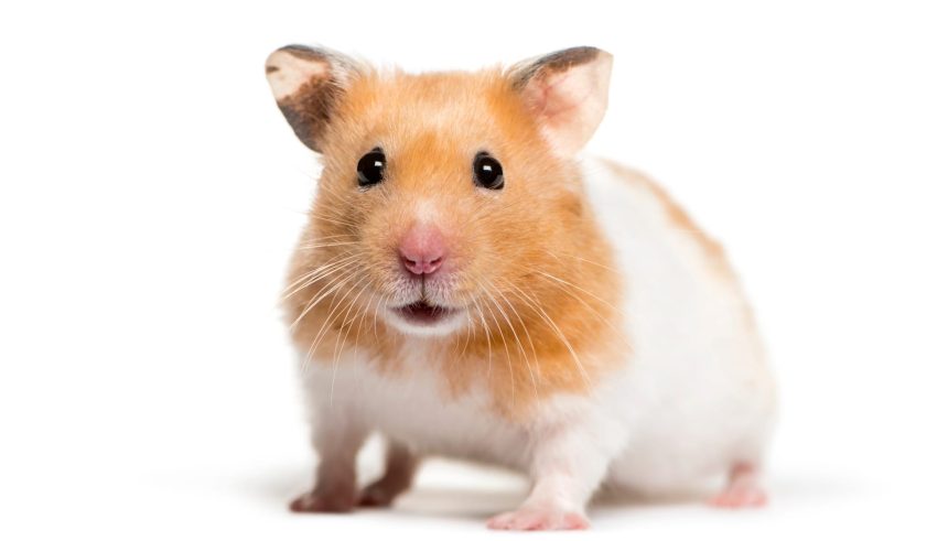 How to Take Care of a Pet Hamster