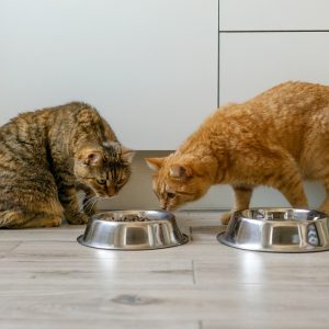 Balanced Diet Plan for your Cat