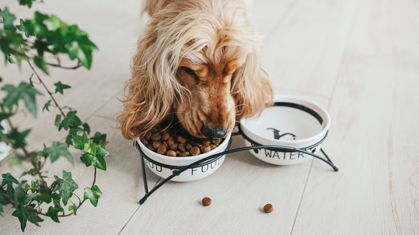 Nutritional Requirements for your Dogs