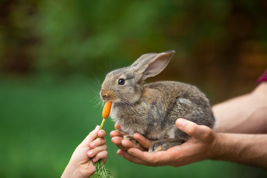 Essential Pet Supplies for your Rabbit
