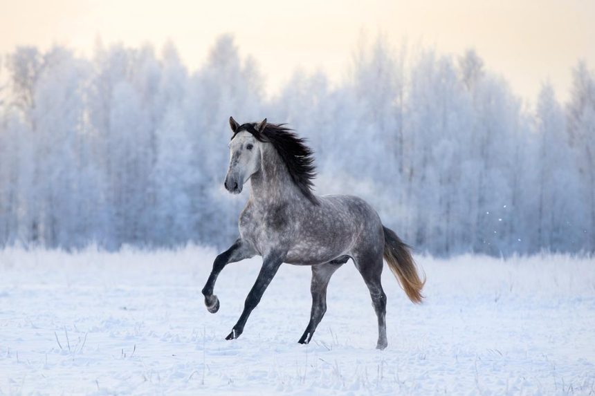 Horses naturally protect themselves from the cold, but other things might interrupt this.